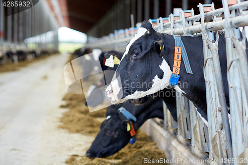 Image of herd of cows eating hay in cowshed on dairy farm