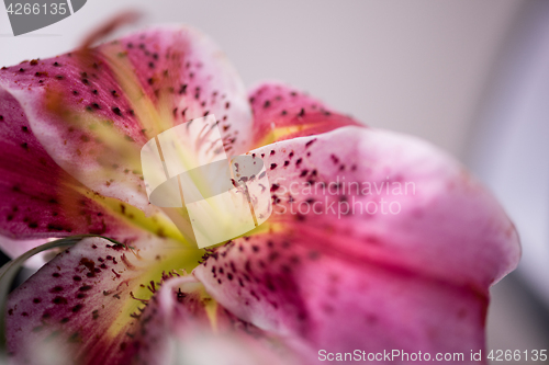 Image of close up colorful flowers