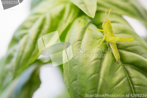 Image of Beautiful Small Green Grasshopper Close-Up Resting On Basil Leav