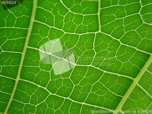 Image of leaf macro lines