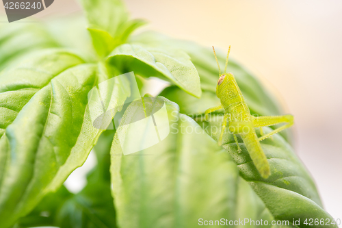 Image of Beautiful Small Green Grasshopper Close-Up Resting On Basil Leav