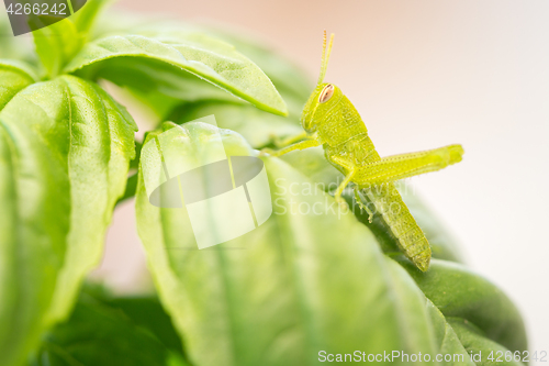 Image of Beautiful Small Green Grasshopper Close-Up Resting On Basil Leav