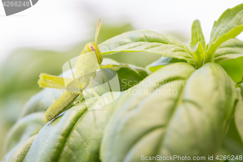 Image of Beautiful Small Green Grasshopper Close-Up Resting On Basil Leav