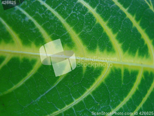 Image of leaf macro lines