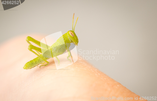 Image of Beautiful Small Green Grasshopper Close-Up Resting On Human Hand