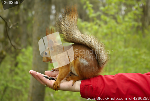 Image of Squirrel sitting on a hand with sunflower seeds