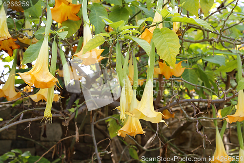 Image of Yellow brugmansia named angels trumpet or Datura flower