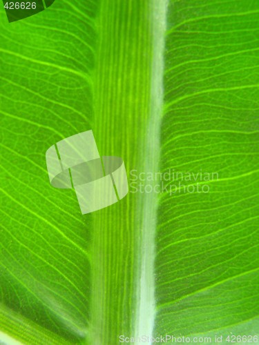 Image of banana leaf green