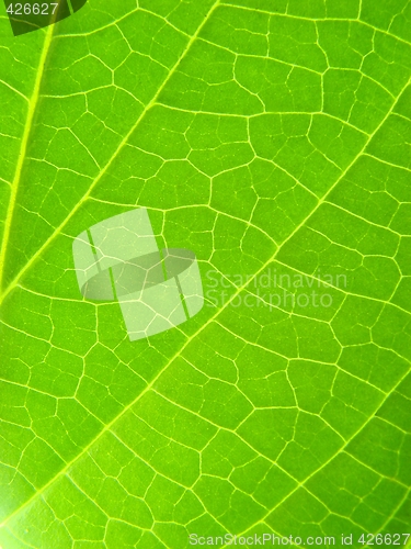 Image of leaf macro lines