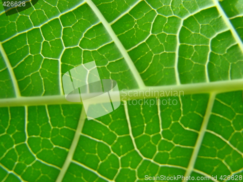 Image of leaf macro lines