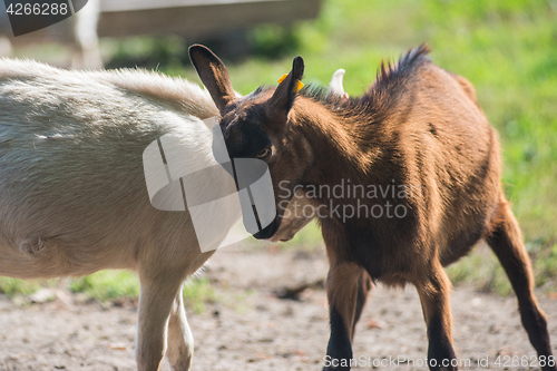 Image of goat in farm