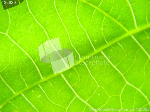 Image of leaf macro lines