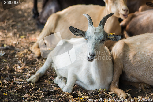 Image of goat in farm