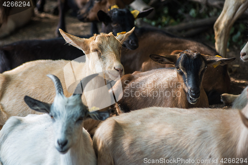 Image of goat in farm