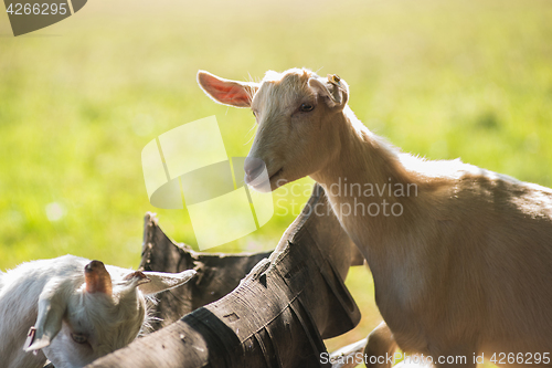 Image of goat in farm