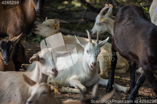 Image of goat in farm