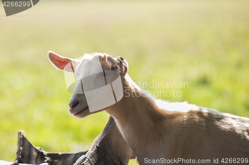 Image of goat in farm