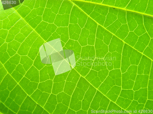 Image of leaf macro lines