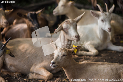 Image of goat in farm