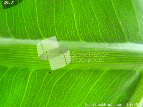 Image of leaf macro lines