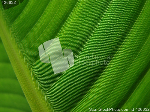 Image of banana palm leaf green dark
