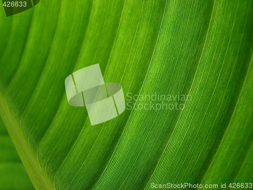 Image of banana palm leaf green dark