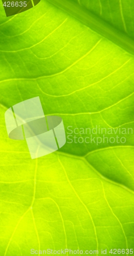Image of leaf macro lines