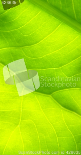 Image of leaf macro lines