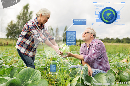 Image of senior couple picking cabbage on farm