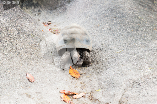 Image of giant tortoise outdoors on seychelles