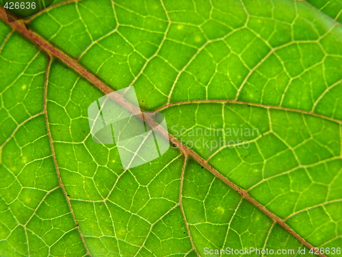 Image of leaf macro lines