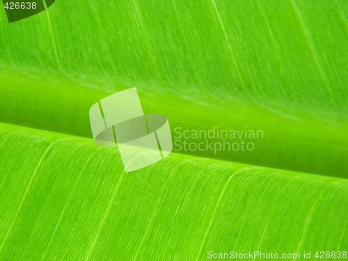 Image of banana leaf green