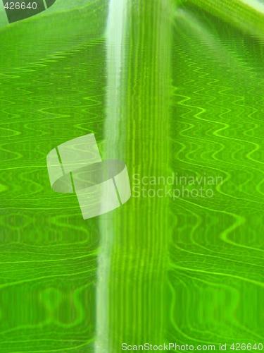 Image of leaf macro lines