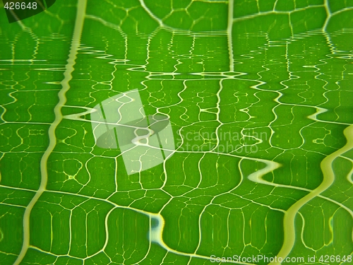 Image of green texturered waves