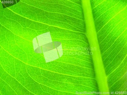Image of green leaf macro vains bright