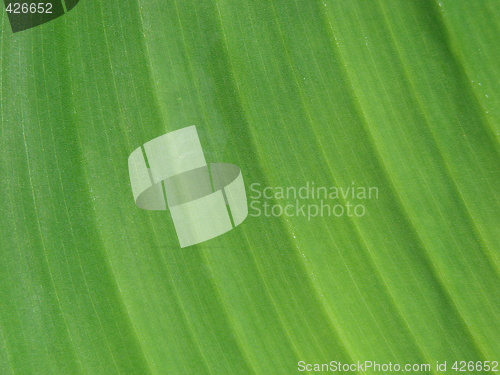 Image of leaf macro lines