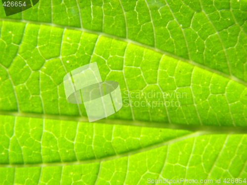 Image of leaf macro lines