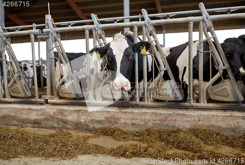 Image of herd of cows eating hay in cowshed on dairy farm