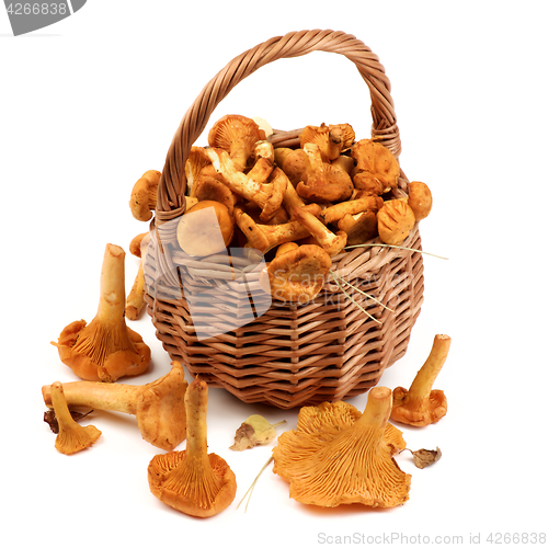 Image of Raw Chanterelles Mushrooms