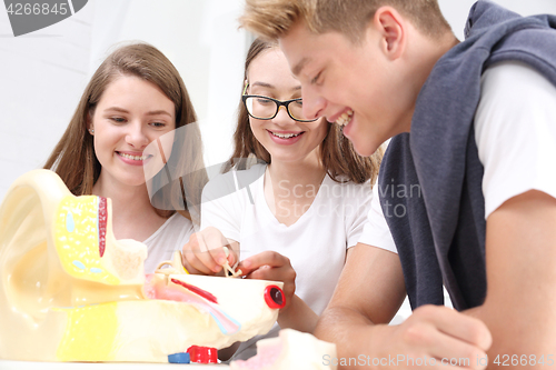 Image of Teenagers on the biology lesson. A group of school friends on anatomy lesson watching model ear