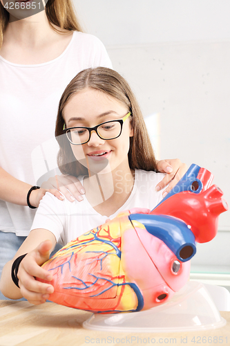 Image of Heart. Students on biology lessons watch model of the human heart