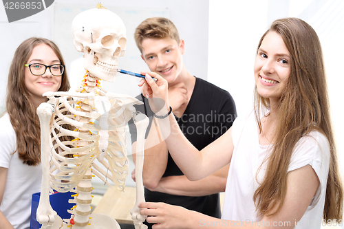 Image of Skeleton, anatomy students in class Teenagers on biology lesson