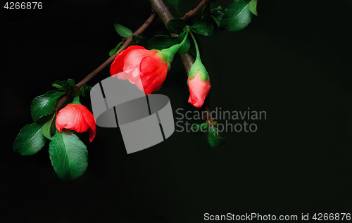 Image of Flower Of The Japanese Quince Closeup