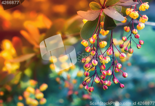 Image of Blossoming Barberry Closeup