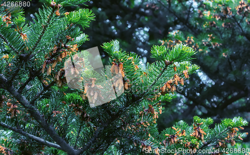 Image of Fir Branches With Cones