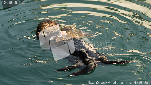 Image of Sea Otter Feeding Fish Marine Harbor Wildlife