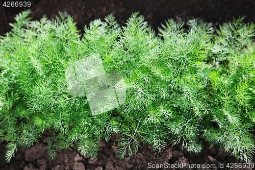 Image of fennel on soil