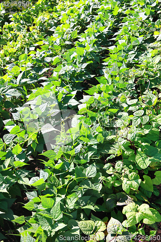 Image of kidney beans growing up