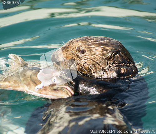 Image of Sea Otter Feeding Fish Marine Harbor Wildlife