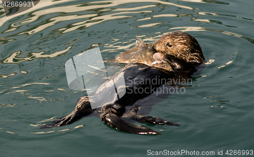 Image of Sea Otter Feeding Fish Marine Harbor Wildlife